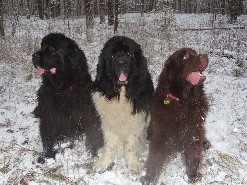 Фотография № 195697