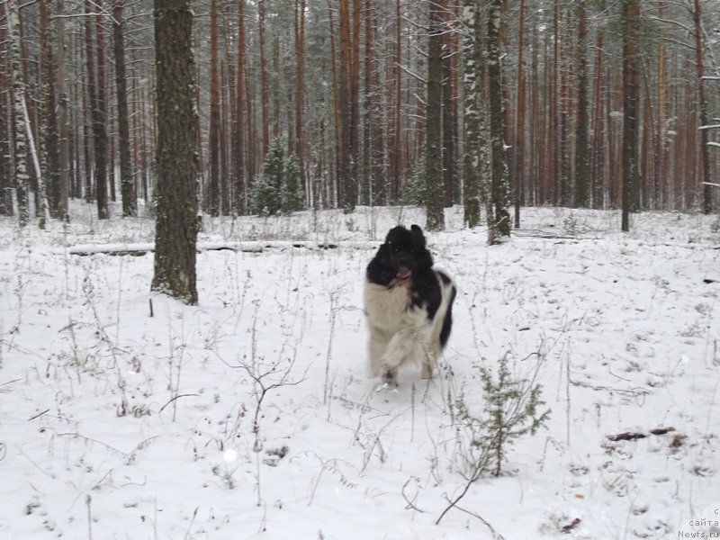 Фото: ньюфаундленд CHernyiy SHarm Vellington (Черный Шарм Веллингтон)