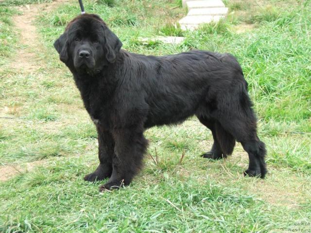 Фото: ньюфаундленд Plushevaya Panda Vanessa Mey (Плюшевая Панда Ванесса Мэй)