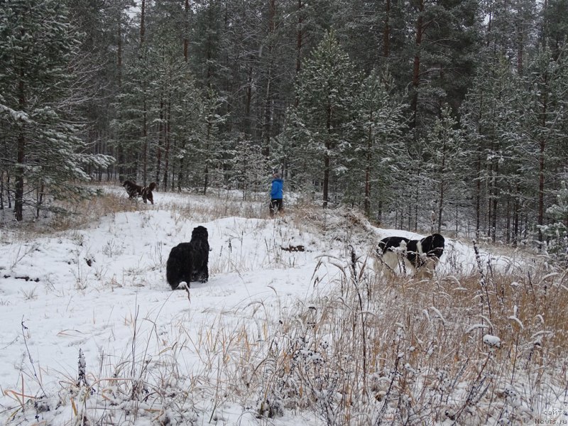 Фотография № 195702