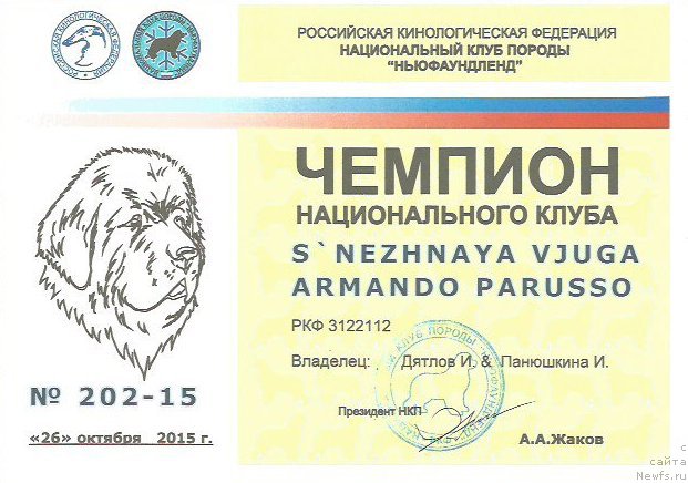 Фото: ньюфаундленд S'Nezhnaya Vjuga Armando Parusso (С'Нежная Вьюга Армандо Паруссо)