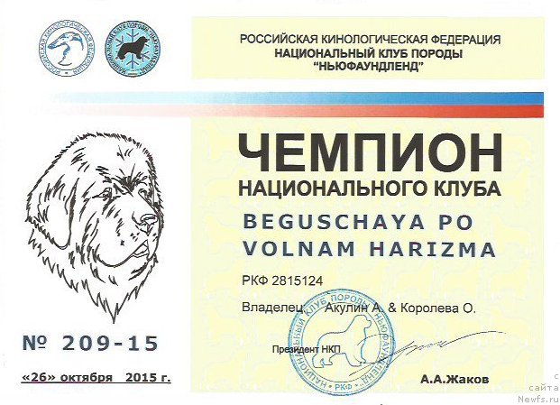 Фото: ньюфаундленд Beguschaya po Volnam Harizma (Бегущая по Волнам Харизма)