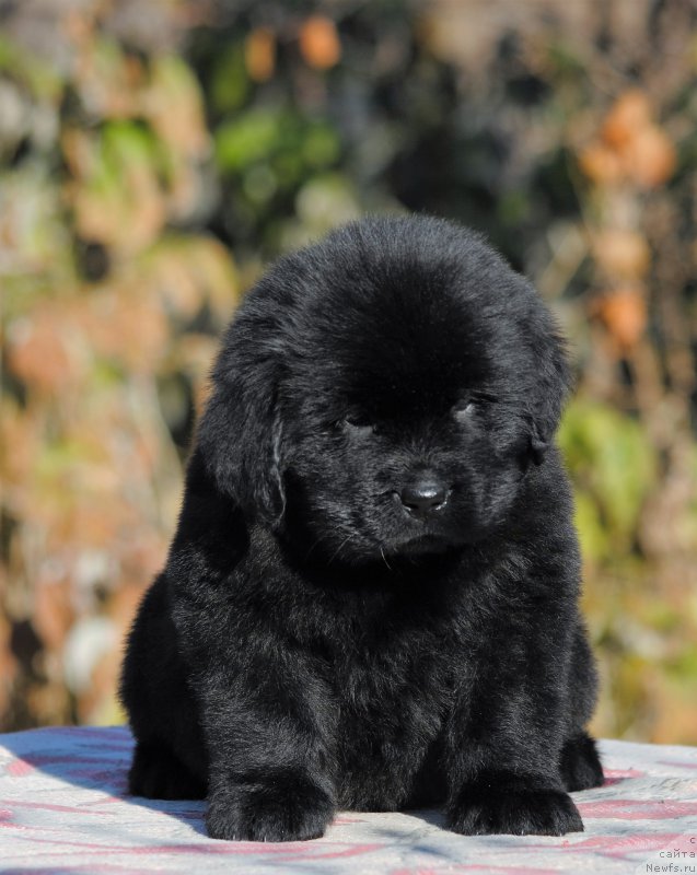 Фотография № 195708