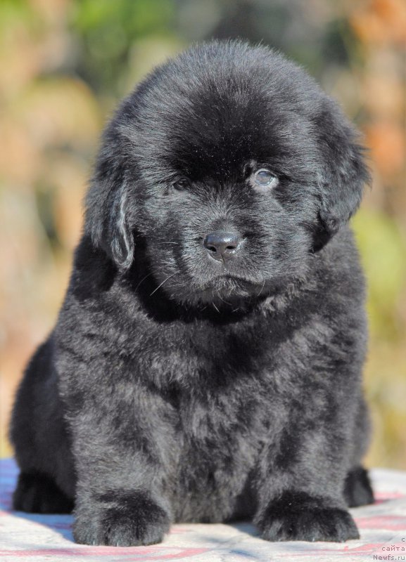 Фотография № 195709