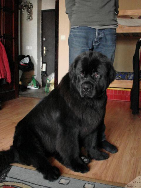 Фото: ньюфаундленд Potap Felicia (Потап Фелиция)