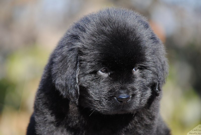 Фотография № 195714