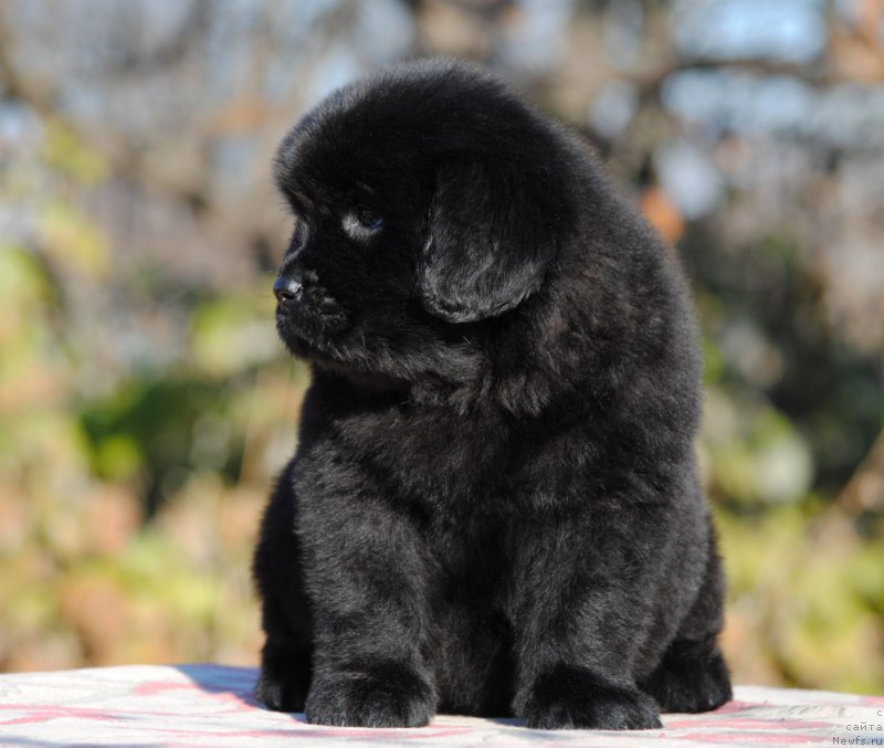 Фотография № 195717