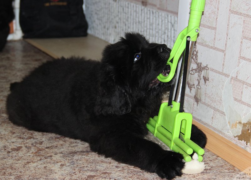 Фото: Сын, ньюфаундленд Mag Ispolin Nika For Zlat Konstaleks (Маг Исполин Ника Фор Злат Консталекс), 2 мес.