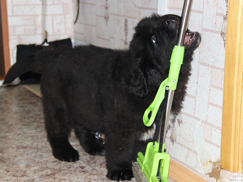 Фото: Сын, ньюфаундленд Mag Ispolin Nika For Zlat Konstaleks (Маг Исполин Ника Фор Злат Консталекс), 2 мес.