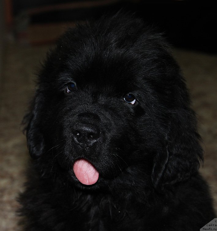 Фото: ньюфаундленд Zlat Konstaleks Linkol'n (Злат Консталекс Линкольн), 2 мес.