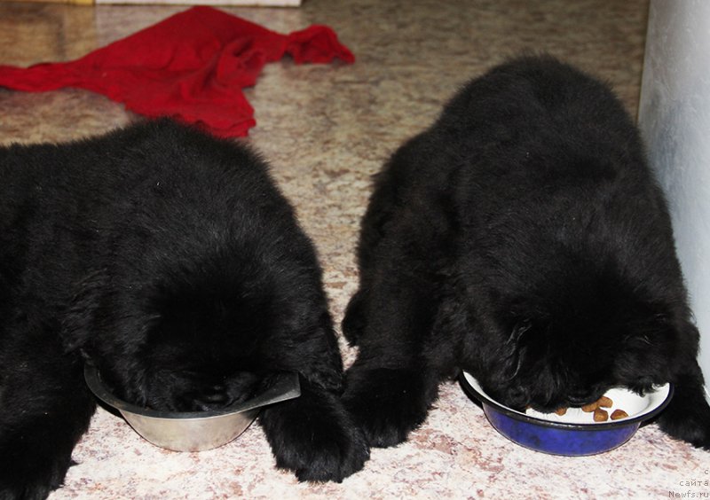 Фотография № 195723