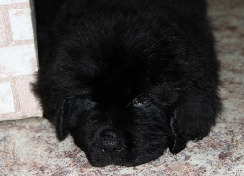 Фото: Сын, ньюфаундленд Mag Ispolin Nika For Zlat Konstaleks (Маг Исполин Ника Фор Злат Консталекс), 2 мес.