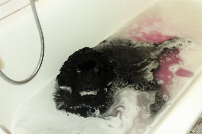 Фото: ньюфаундленд CHernyiy Balu Zaznoba Dushi Moey (Черный Балу Зазноба Души Моей)