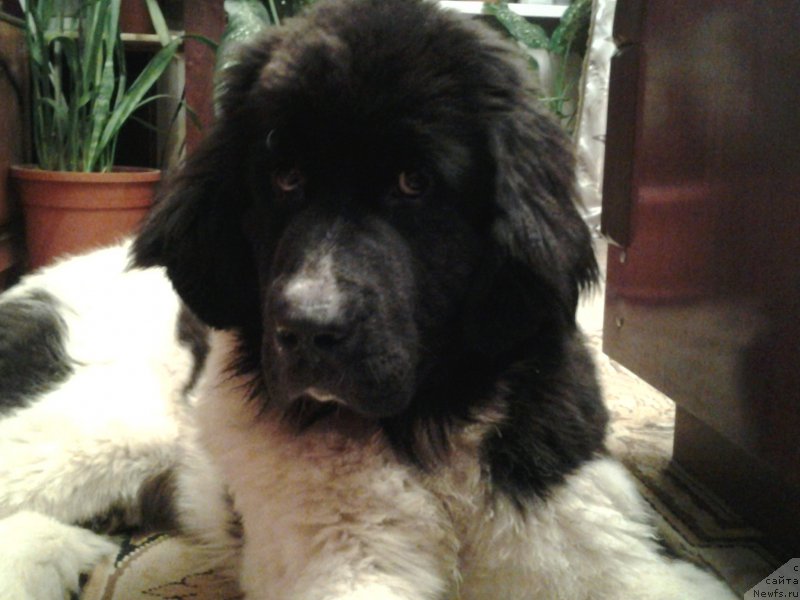 Фото: [d14893]Даная, ньюфаундленд Dar Bogov from Rashn Bear (Дар Богов фром Рашн Беар)