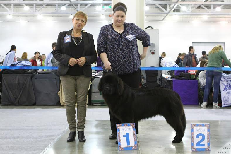 Фото: ньюфаундленд Vpered Zovuschaya s Berega Dona (Вперед Зовущая с Берега Дона)