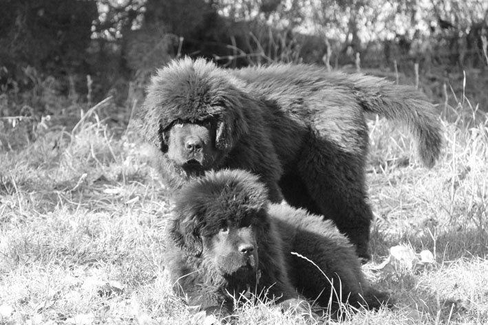 Фото: ньюфаундленд Zhorzh s Berega Dona (Жорж с Берега Дона), ньюфаундленд Zhizetta s Berega Dona (Жизетта с Берега Дона)