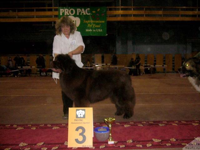 Фото: ньюфаундленд Super Premium Brabus (Супер Премиум Брабус)