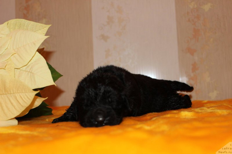 Фото: Дети, ньюфаундленд Dark Pride Vuitton (Дак Прайд Виттон), ньюфаундленд Smigar Legenda Vesny (Смигар Легенда Весны)