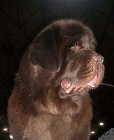 Фото: ньюфаундленд Super Premium Brabus (Супер Премиум Брабус)