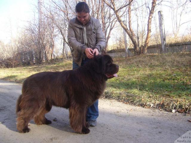 Фото: ньюфаундленд Super Premium Brabus (Супер Премиум Брабус)