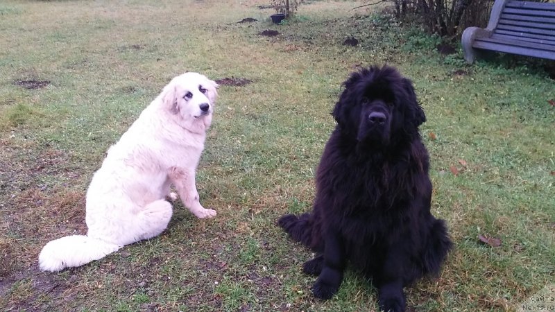 Фото: ньюфаундленд Funnewf Jemapel Madam Nuar (Фанньюф Жемапель Мадам Нуар), и Ingfred Shan Honey Dew