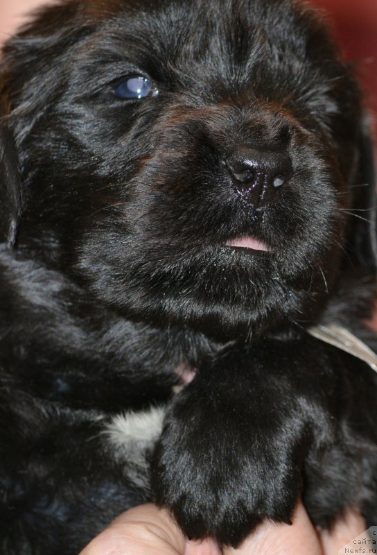 Фото: Дети, ньюфаундленд Aquatoriya Kelvin Sharliz (Акватория Келвин Шарлиз), ньюфаундленд Simbad Pokoritel' Morey (Симбад Покоритель Морей)