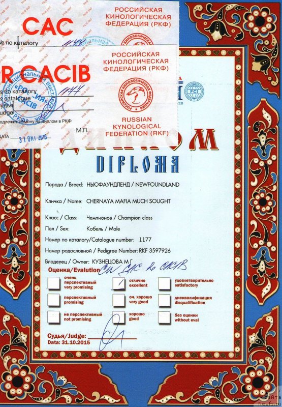 Фото: ньюфаундленд Chernaya Mafia Much Sought (Черная Мафия Муч Соугхт)