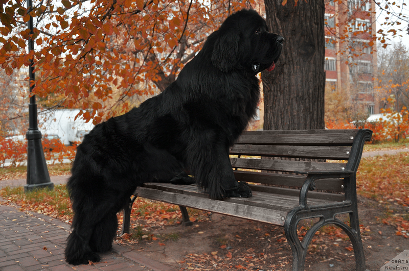 Фотография № 195788