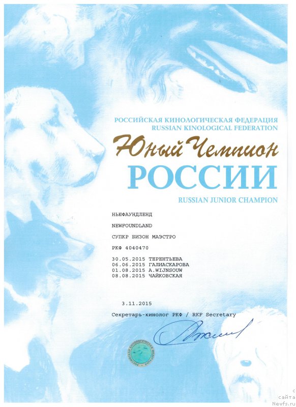 Фото: ньюфаундленд Super Bizon Maestro (Супер Бизон Маэстро)