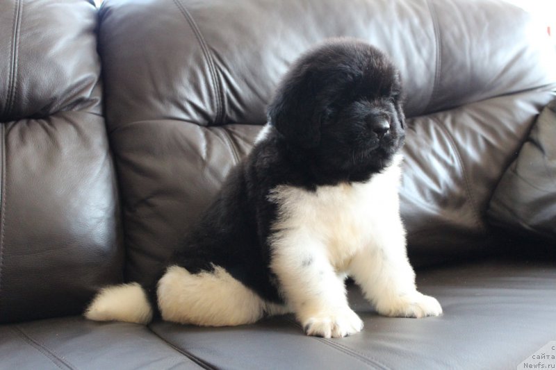 Фото: ньюфаундленд Angels Keeper Nibelung (Энджелс Кипер Нибелунг)