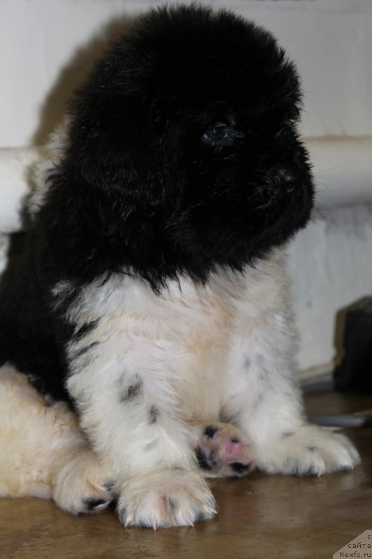 Фото: ньюфаундленд Angels Keeper Nibelung (Энджелс Кипер Нибелунг)