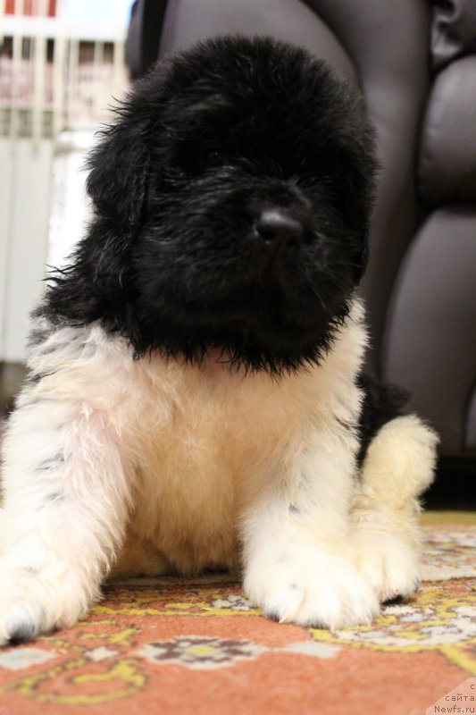 Фото: ньюфаундленд Angels Keeper Nibelung (Энджелс Кипер Нибелунг)