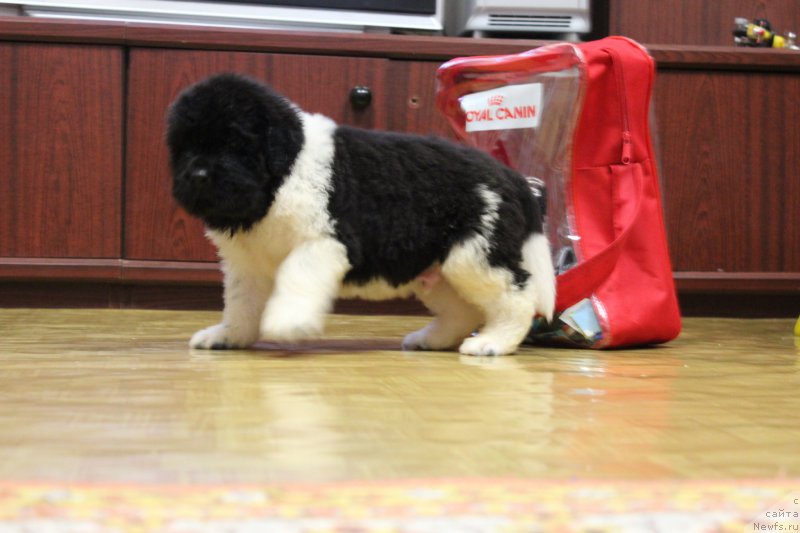 Фото: ньюфаундленд Angels Keeper Nibelung (Энджелс Кипер Нибелунг)