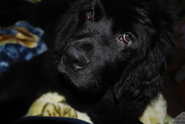 Фото: ньюфаундленд Smigar Imperiya Strasti (Смигар Империя Страсти)