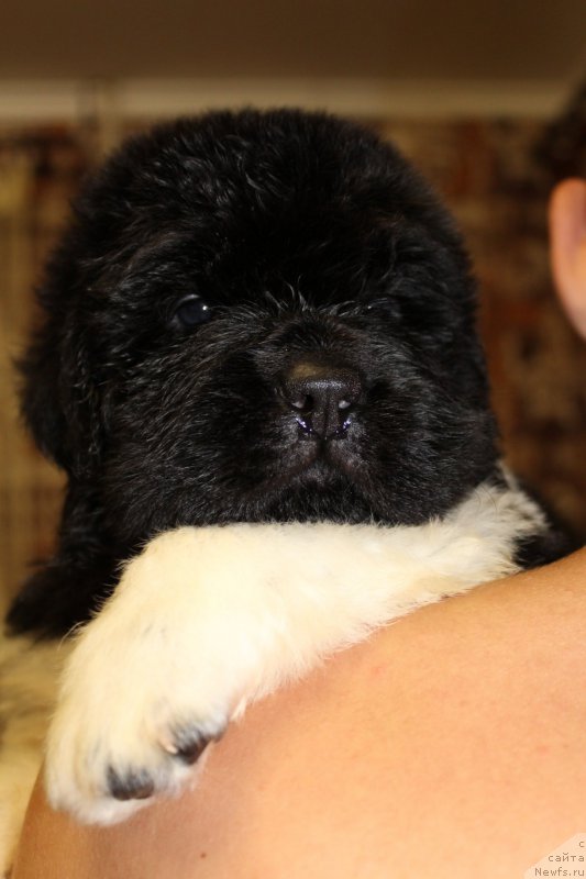 Фото: ньюфаундленд Angels Keeper Nibelung (Энджелс Кипер Нибелунг)