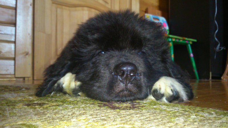 Фото: ньюфаундленд Angels Keeper Nibelung (Энджелс Кипер Нибелунг)