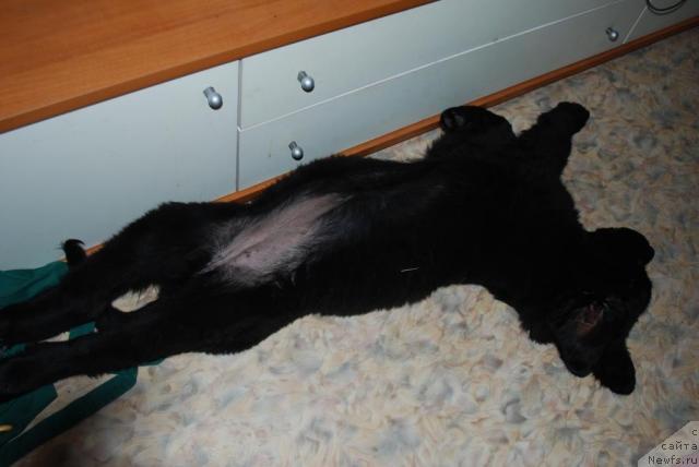 Фото: ньюфаундленд Smigar Imperiya Strasti (Смигар Империя Страсти)