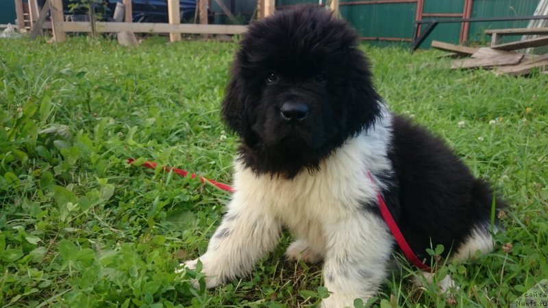 Фото: ньюфаундленд Angels Keeper Nibelung (Энджелс Кипер Нибелунг)