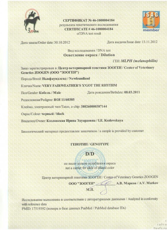 Фото: ньюфаундленд Very Fairweathers X'Got The Rhythm