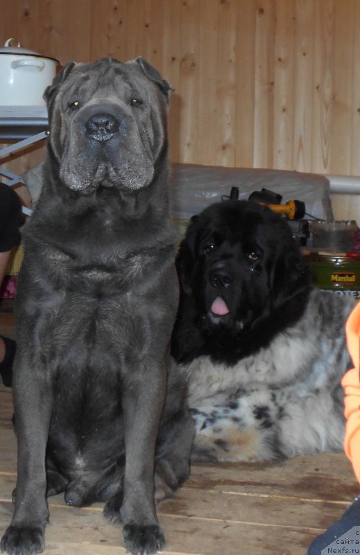 Фото: ньюфаундленд Skazochnaya Kroha SHarman (Сказочная Кроха Шарман)