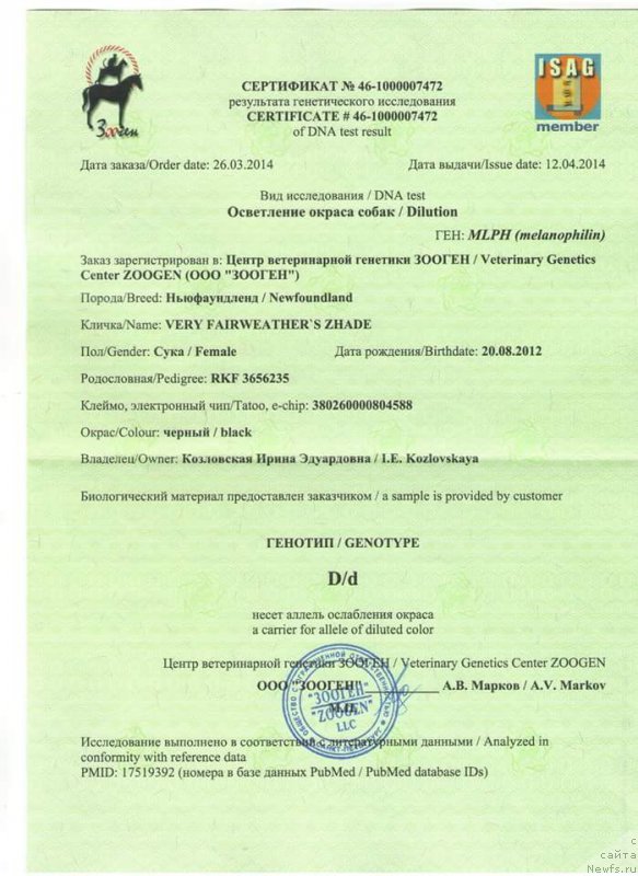 Фото: ньюфаундленд Very Fairweathers Zhade