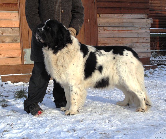 Фото: ньюфаундленд Mag Ispolin Morskaya Jemchujina (Маг Исполин Морская Жемчужина)