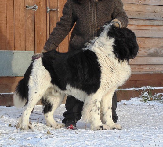Фото: ньюфаундленд Stepnaya Pal'mira Edinstvennyiy Moy (Степная Пальмира Единственный Мой)