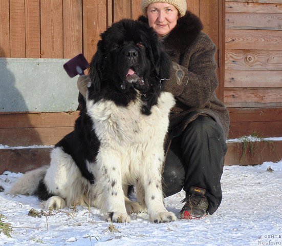 Фото: ньюфаундленд Stepnaya Pal'mira Edinstvennyiy Moy (Степная Пальмира Единственный Мой)