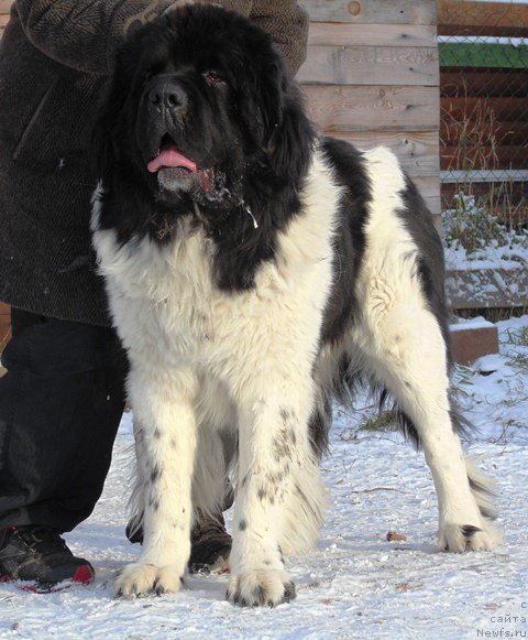 Фото: ньюфаундленд Stepnaya Pal'mira Edinstvennyiy Moy (Степная Пальмира Единственный Мой)