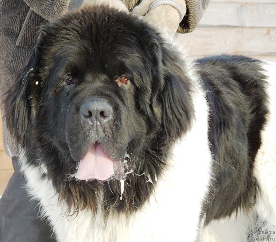 Фото: ньюфаундленд Stepnaya Pal'mira Edinstvennyiy Moy (Степная Пальмира Единственный Мой)