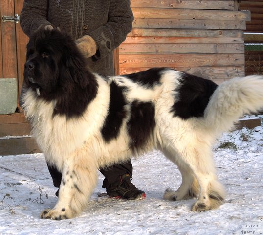 Фото: ньюфаундленд Super Bizon Melodiya (Супер Бизон Мелодия)