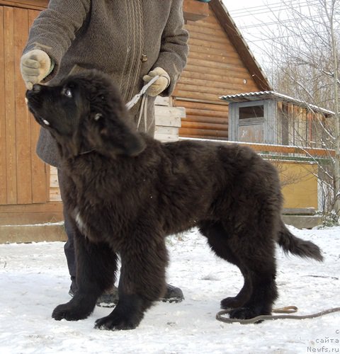 Фото: ньюфаундленд Super Premium Ular (Супер Премиум Улар)