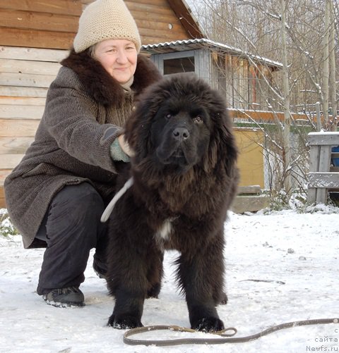 Фото: ньюфаундленд Super Premium Ular (Супер Премиум Улар)