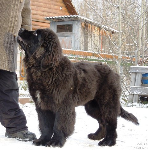 Фото: ньюфаундленд Super Premium Ular (Супер Премиум Улар)